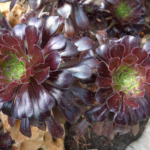 🌱 Surveiller une serre d’aeoniums avec Home Assistant