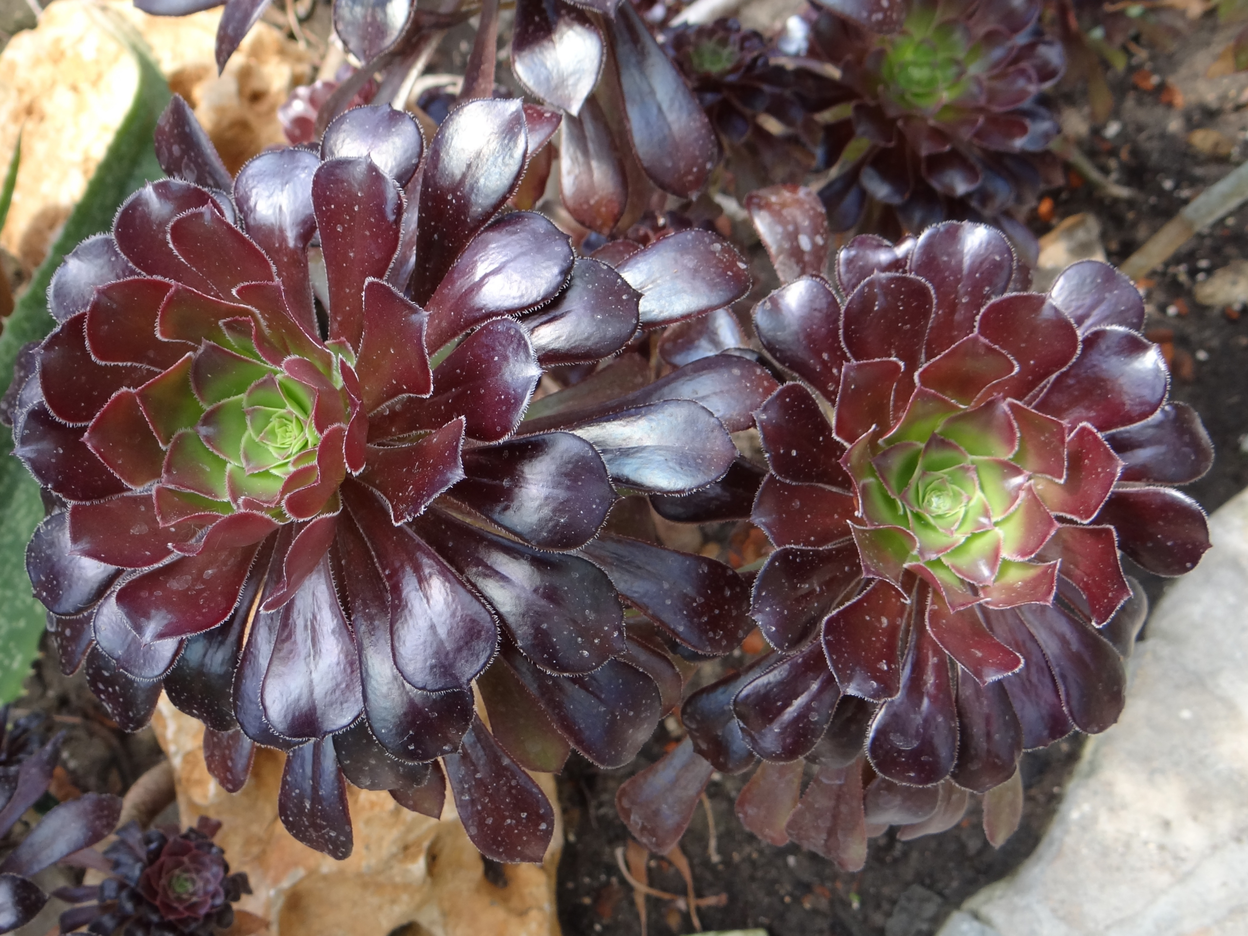 🌱 Surveiller une serre d’aeoniums avec Home Assistant